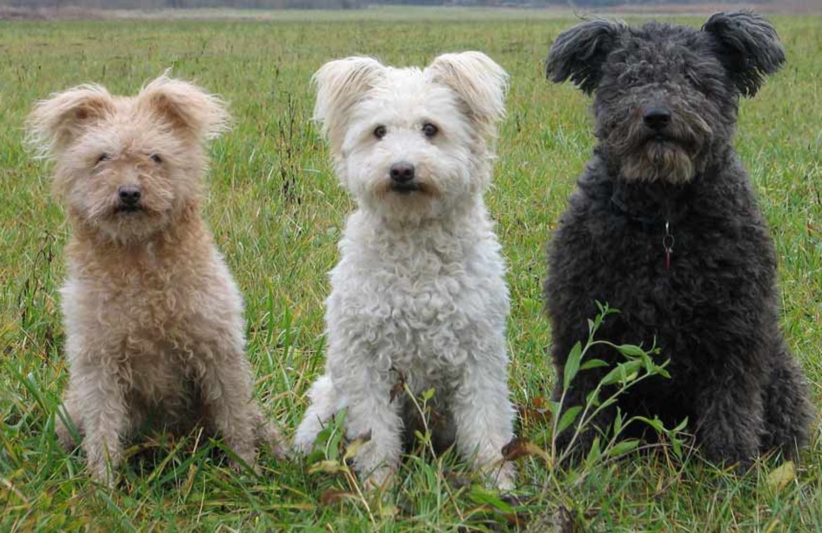 Pumi, riconosciuta la nuova razza di cane 