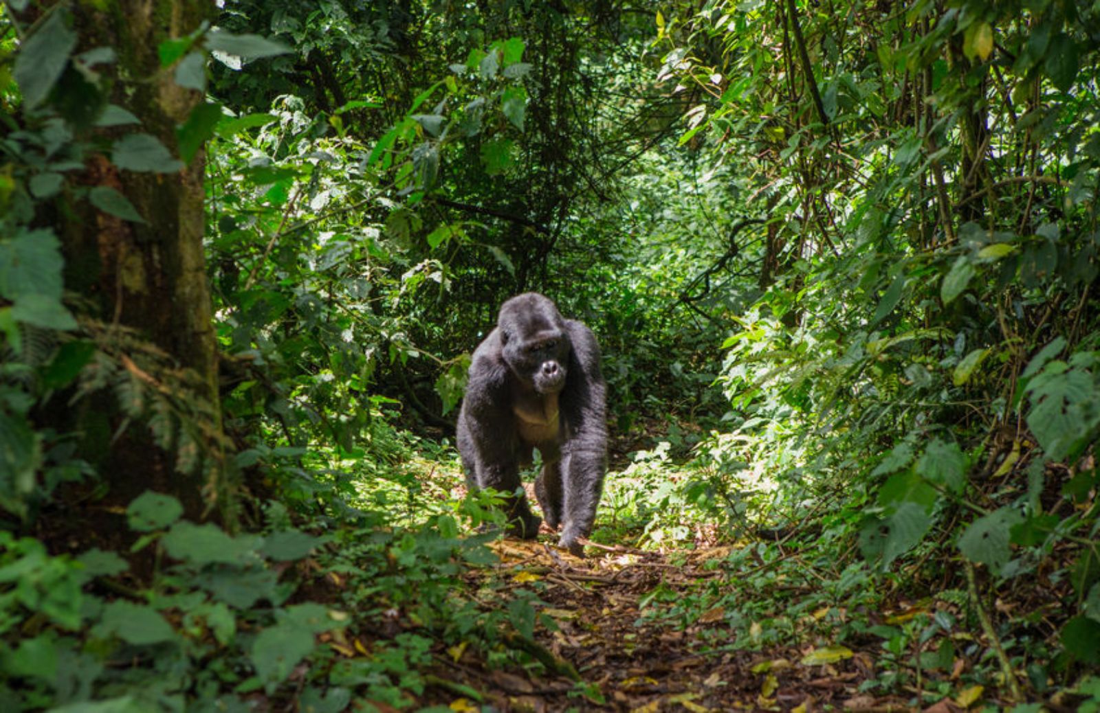 Rari gorilla del Cross River avvistati in Nigeria