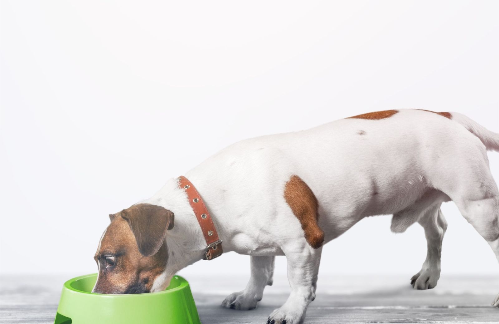 Ricette per cani: ecco il corso di cucina online