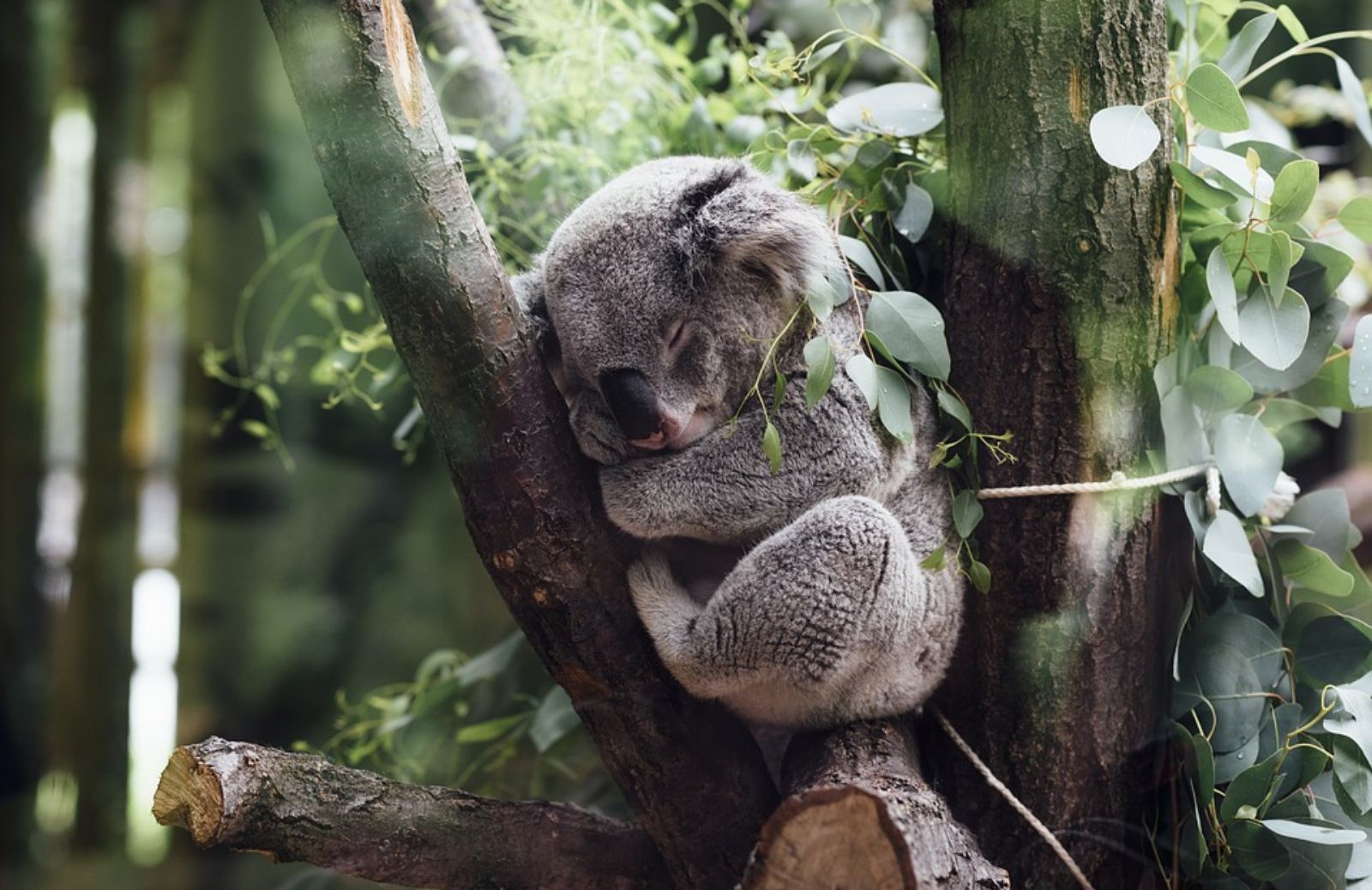 SOS Koala: in Australia si stanno estinguendo