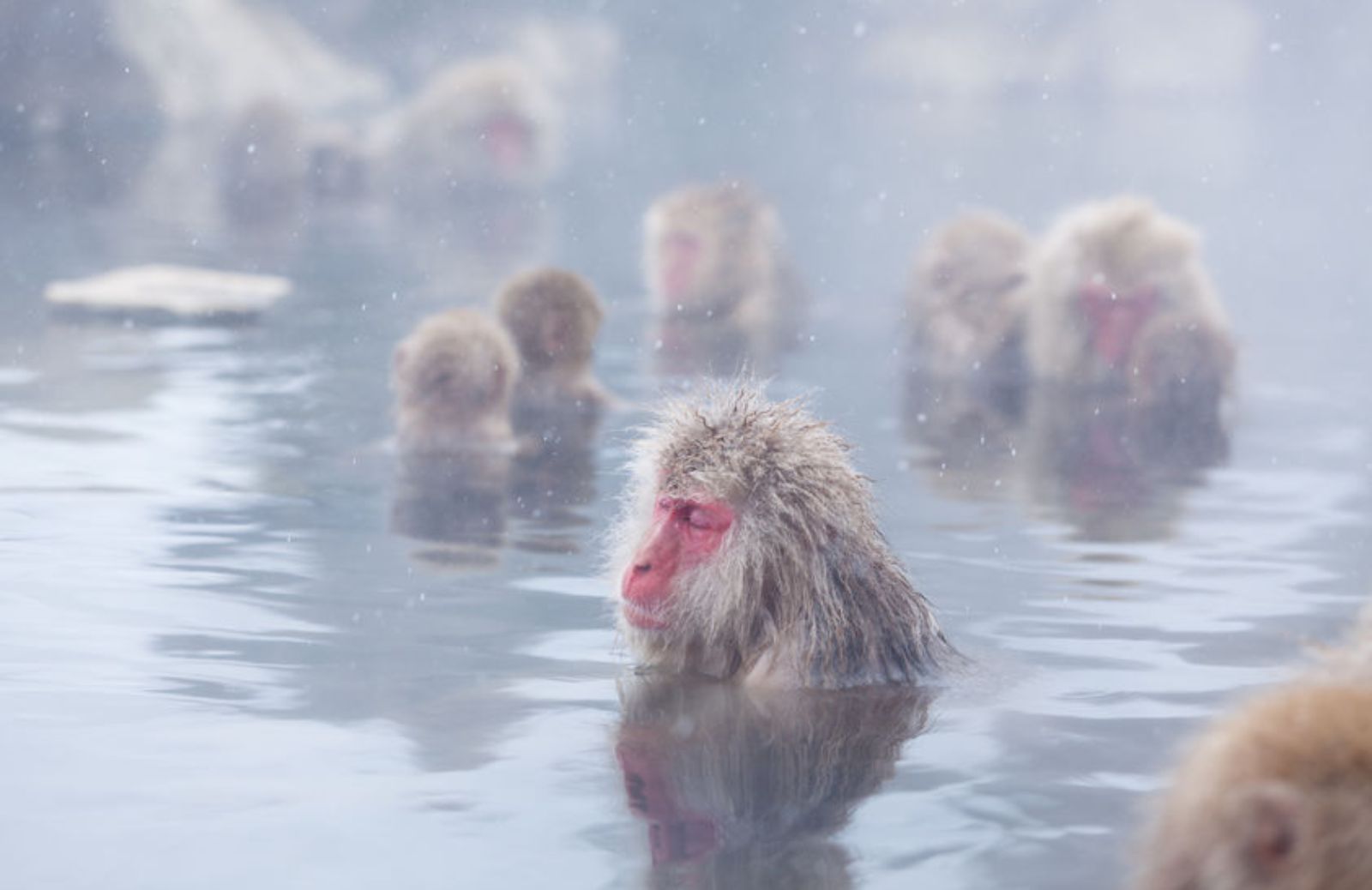 Scimmie delle nevi: perché fanno il bagno nelle terme?
