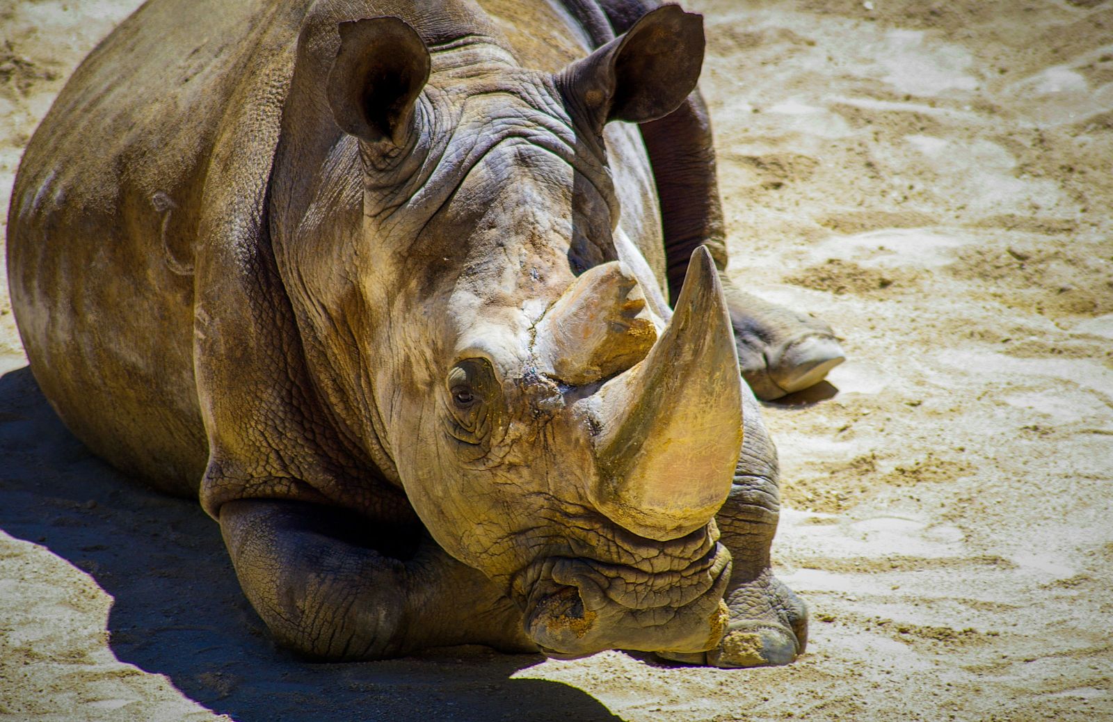Se n'è andato l'ultimo maschio di rinoceronte di Sumatra
