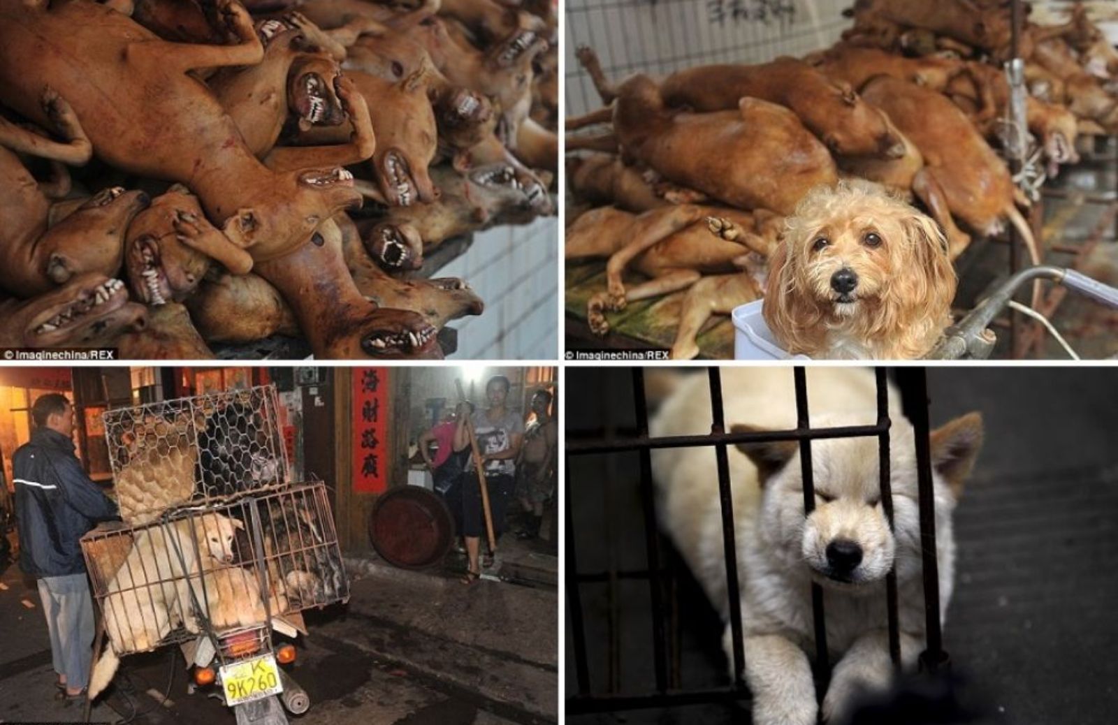 Torna il Festival della carne di cane in Cina