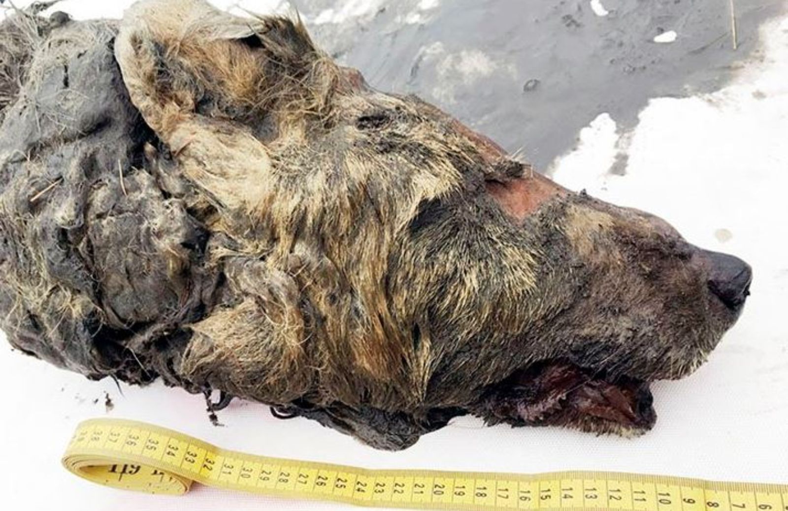 Trovata in Siberia una testa di lupo dell'era glaciale
