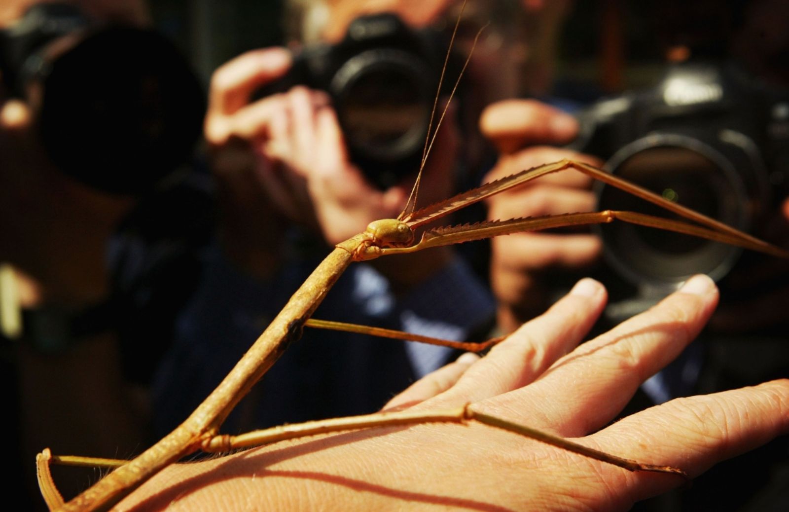 Trovato in Cina l'insetto più lungo del mondo