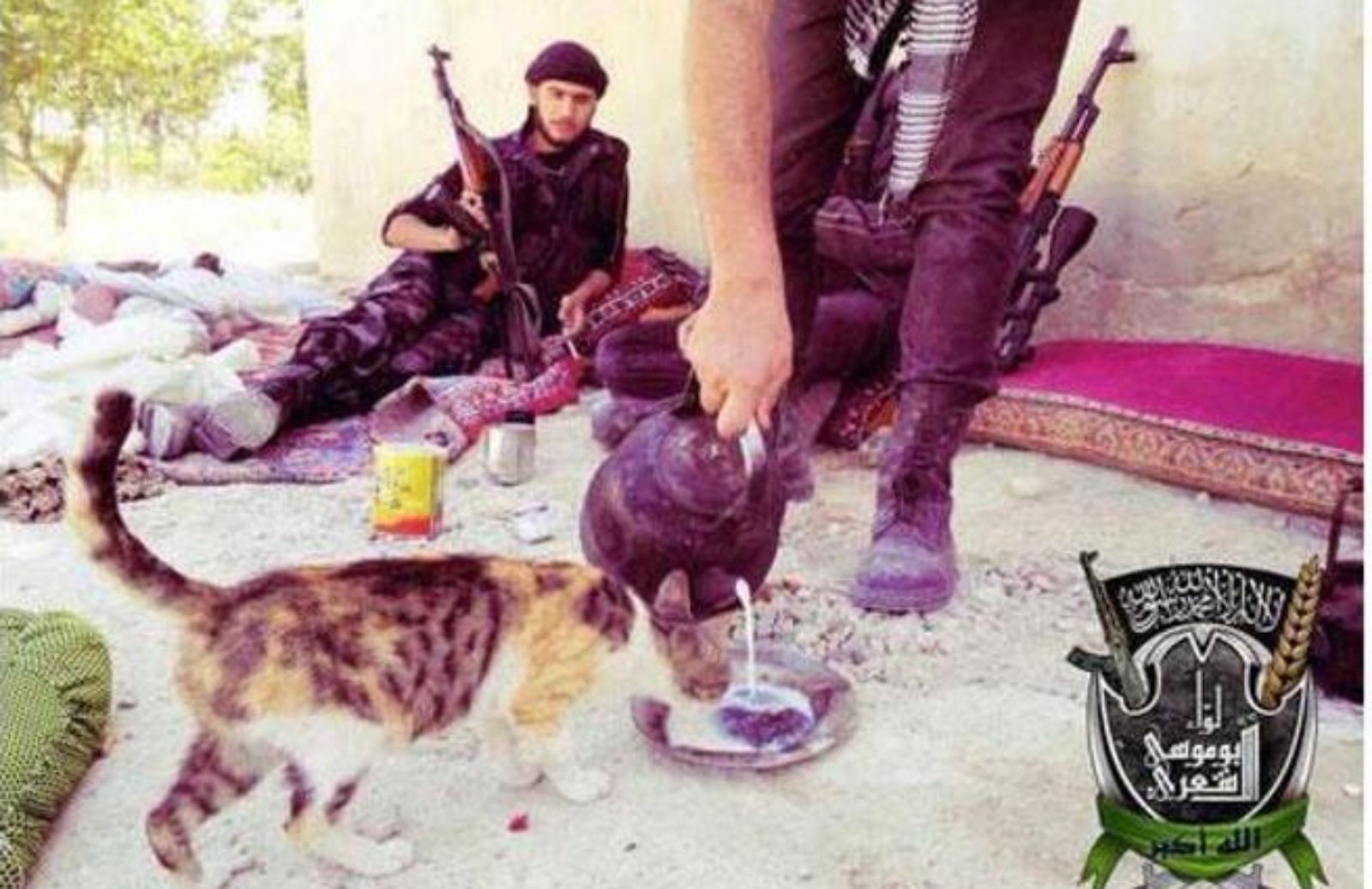 Una fatwa contro i gatti: Daesh dichiara guerra anche ai mici