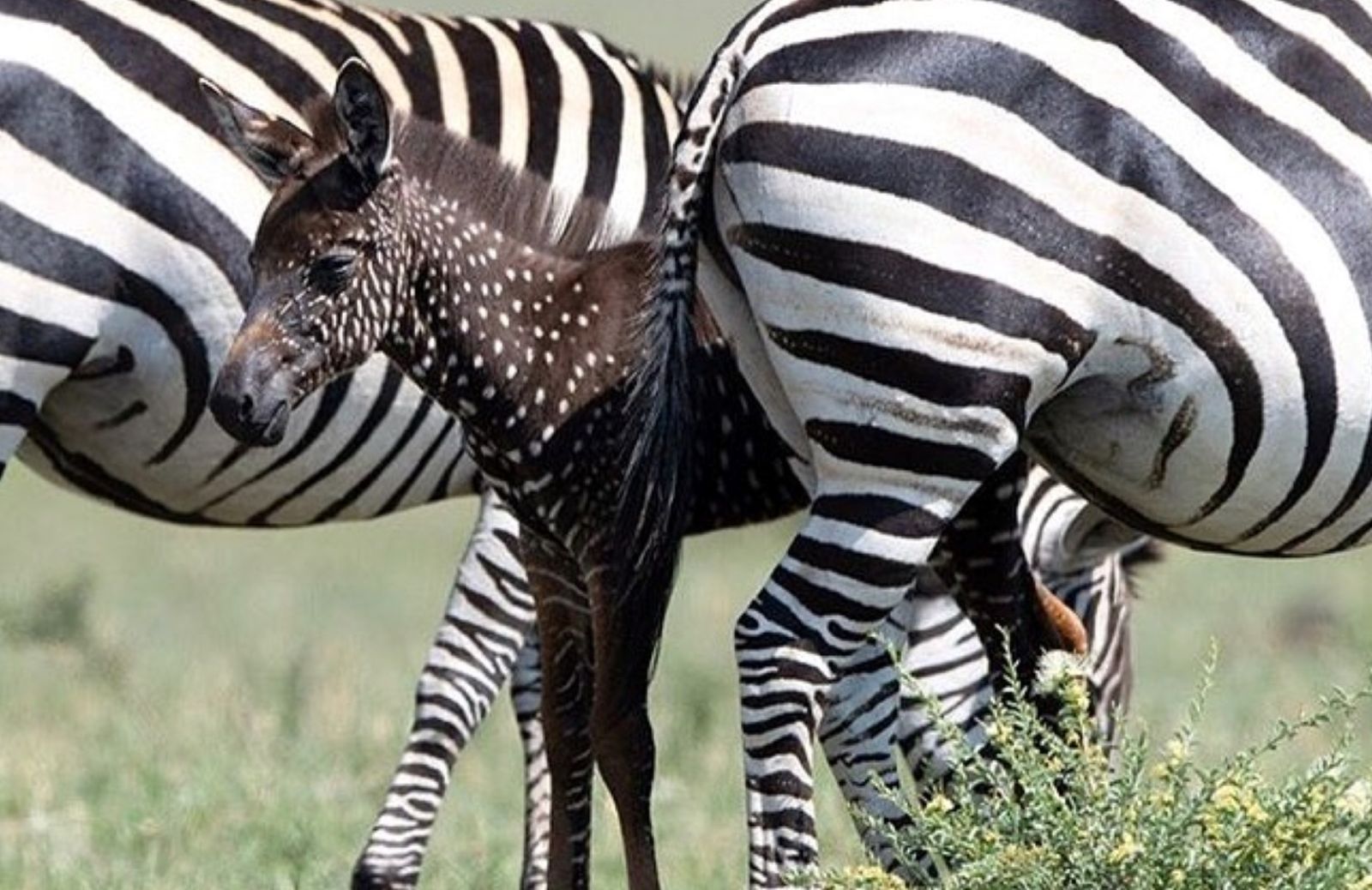 Una vera zebra a pois nasce in Kenya