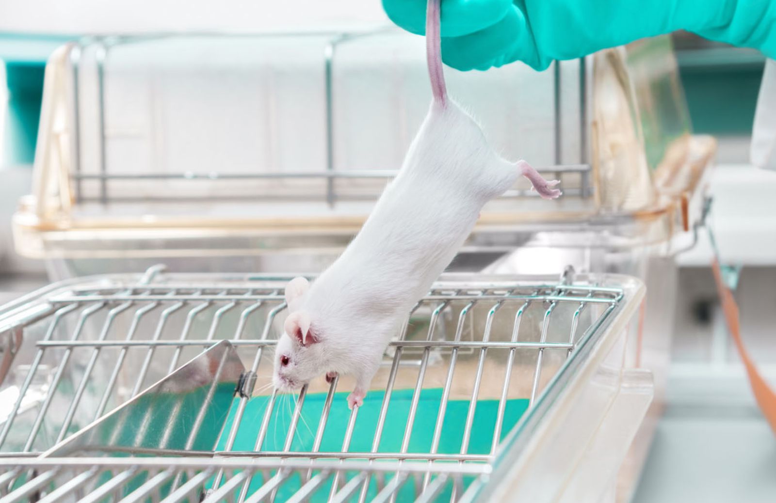 Vivisezione: ogni anno 90.000 animali uccisi per fini cosmetici