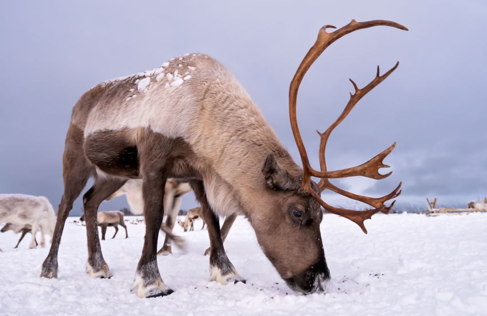 Allarme per gli animali artici a causa del global warming 