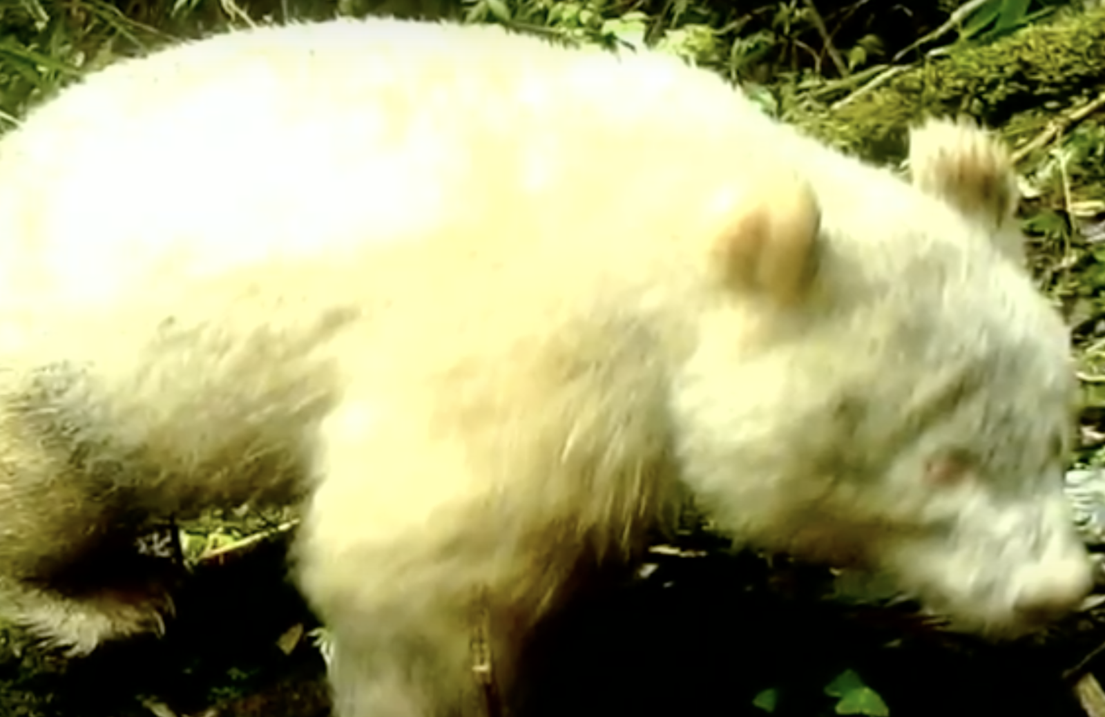 Animali albini: il raro caso del panda gigante bianco