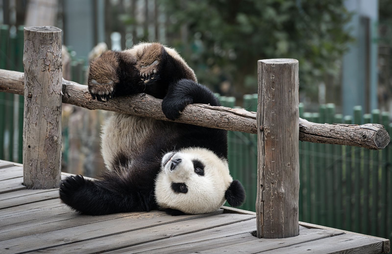 Perché il panda non è più a rischio estinzione