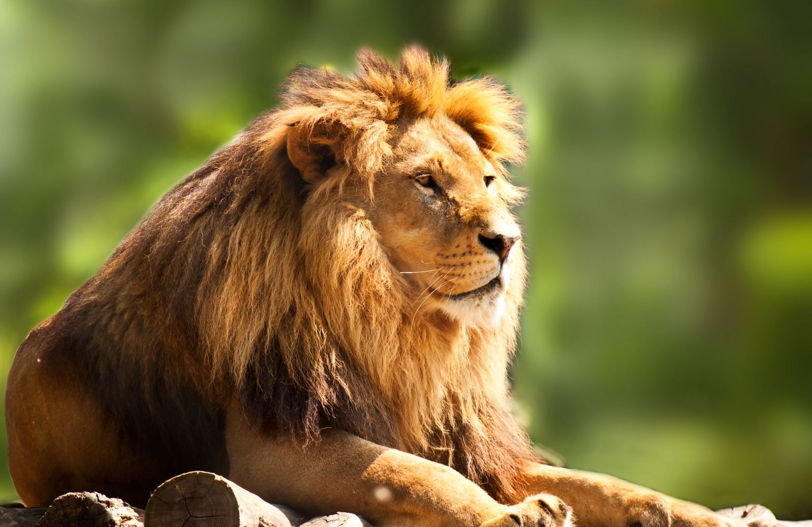 L'allarme del WWF: il leone è a rischio di estinzione
