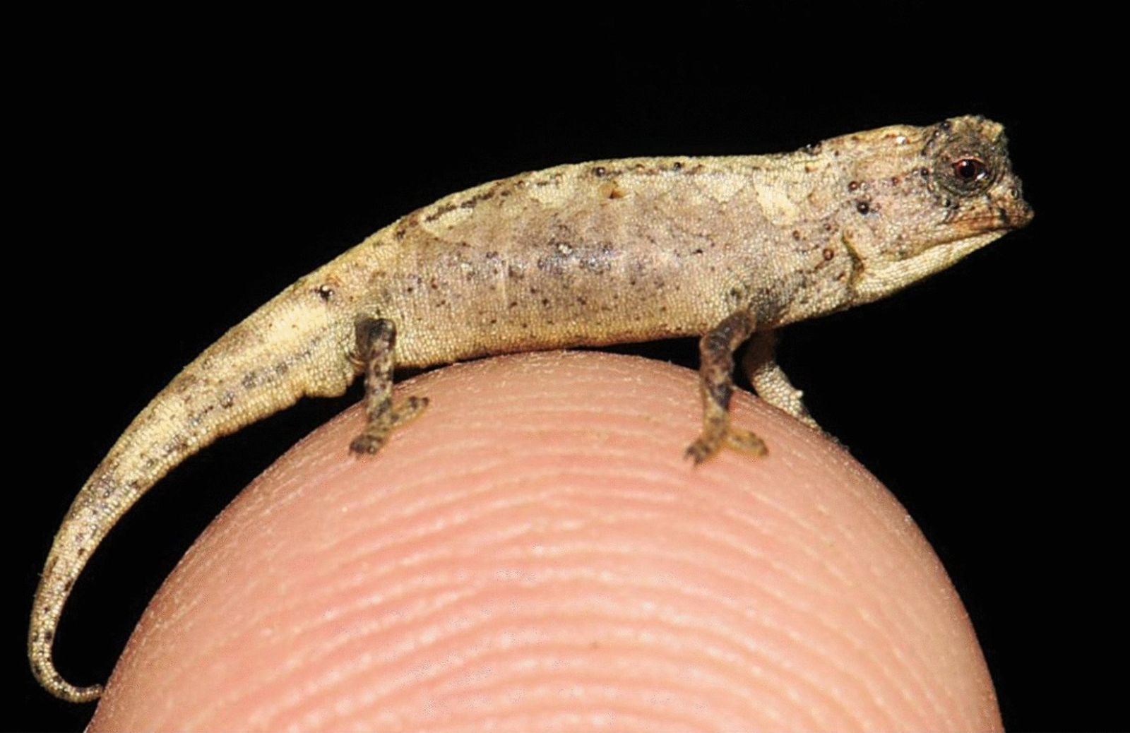 Scoperto in Madagascar un mini camaleonte: è il rettile più piccolo del mondo