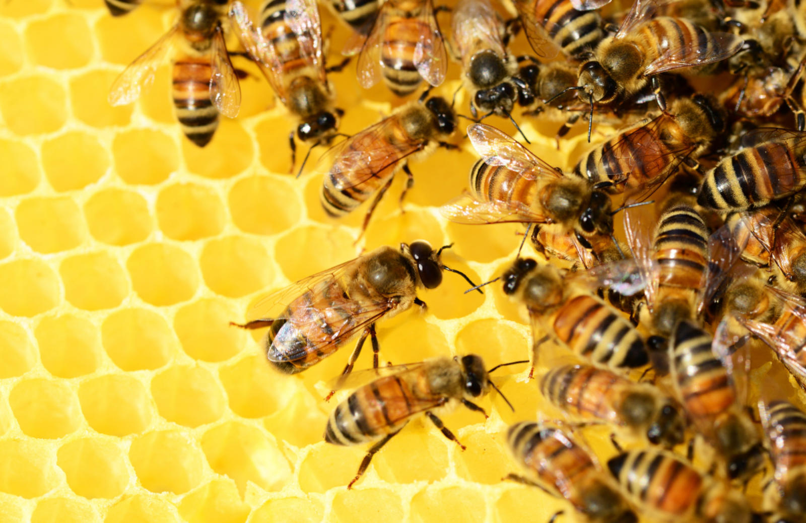E se le api si estinguessero? Ecco come cambierebbe il mondo