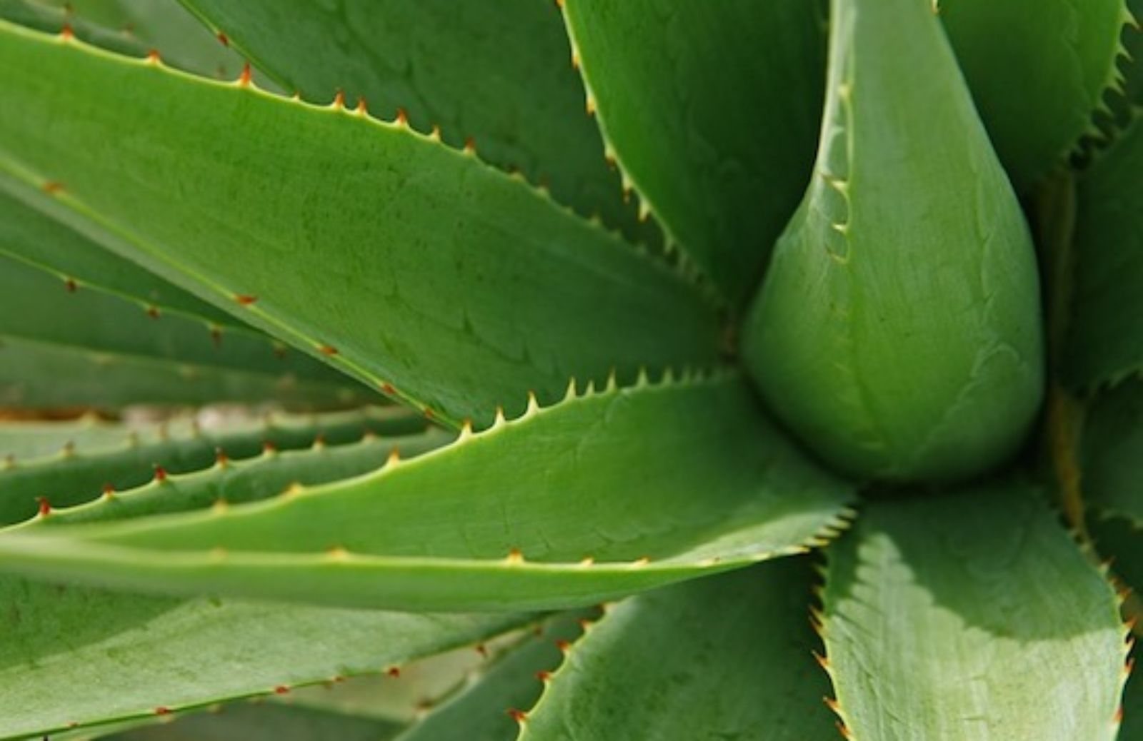 Aloe vera: 5 modi per usarla come rimedio naturale