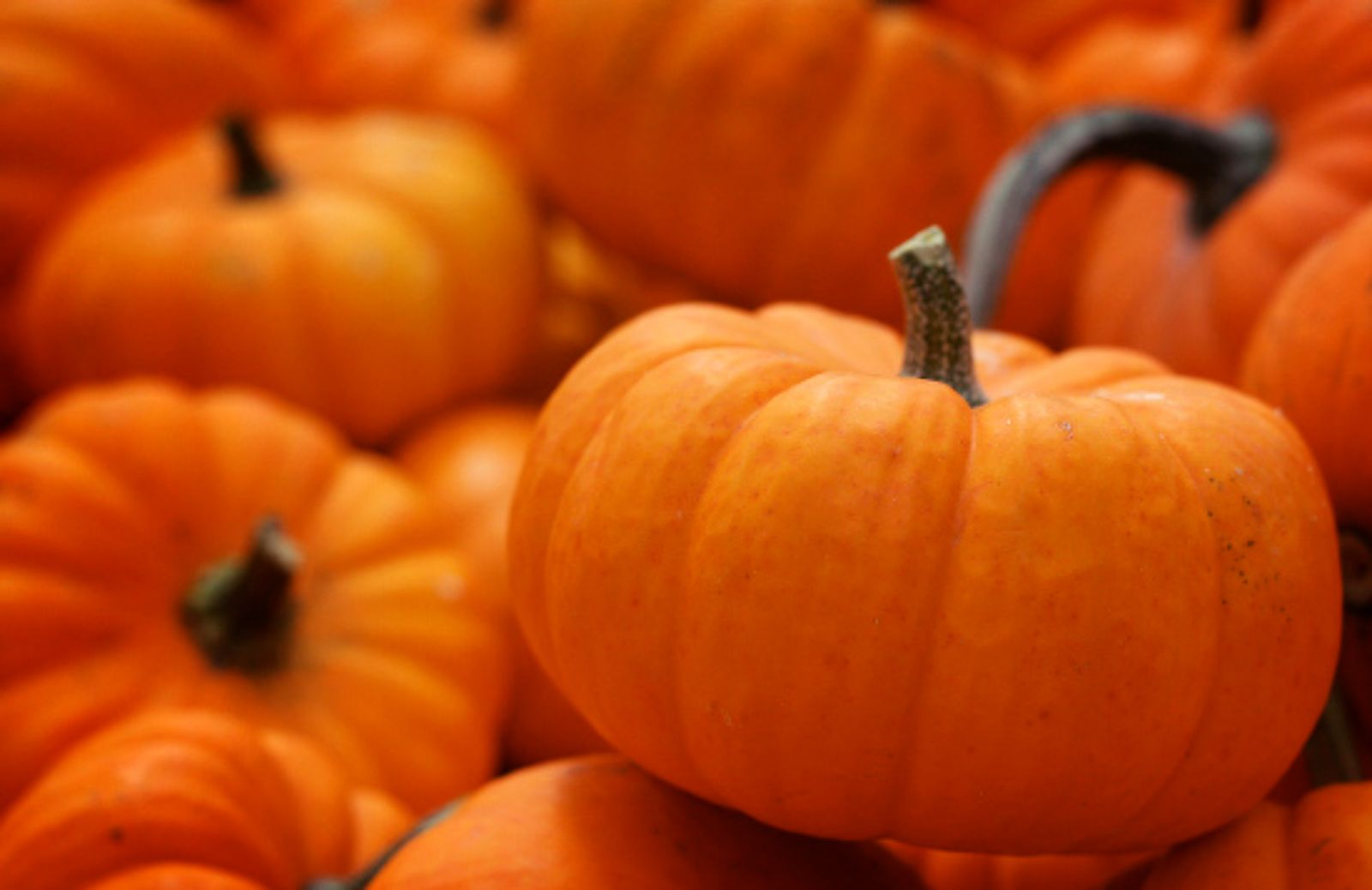 Le 6 proprietà nutrizionali della zucca gialla