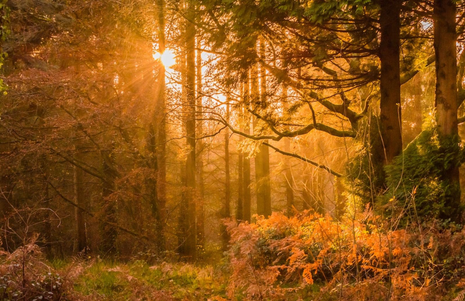I 5 meravigliosi benefici della camminata nel bosco