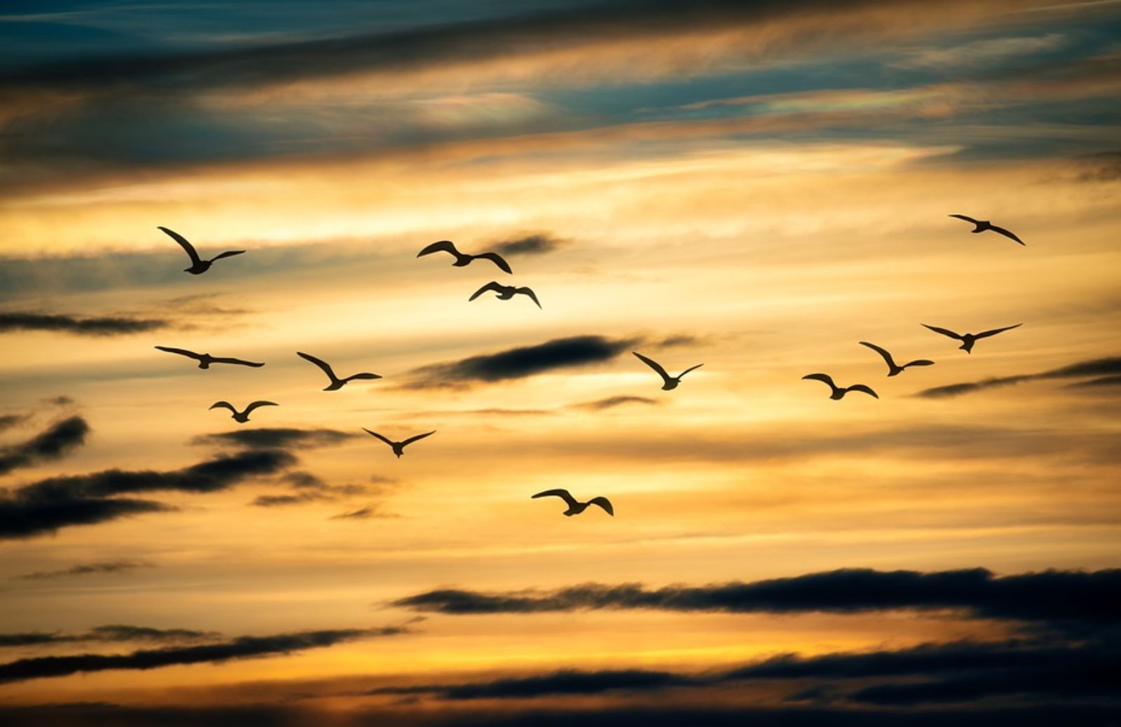 Osservare gli uccelli in volo: i meravigliosi insegnamenti di vita