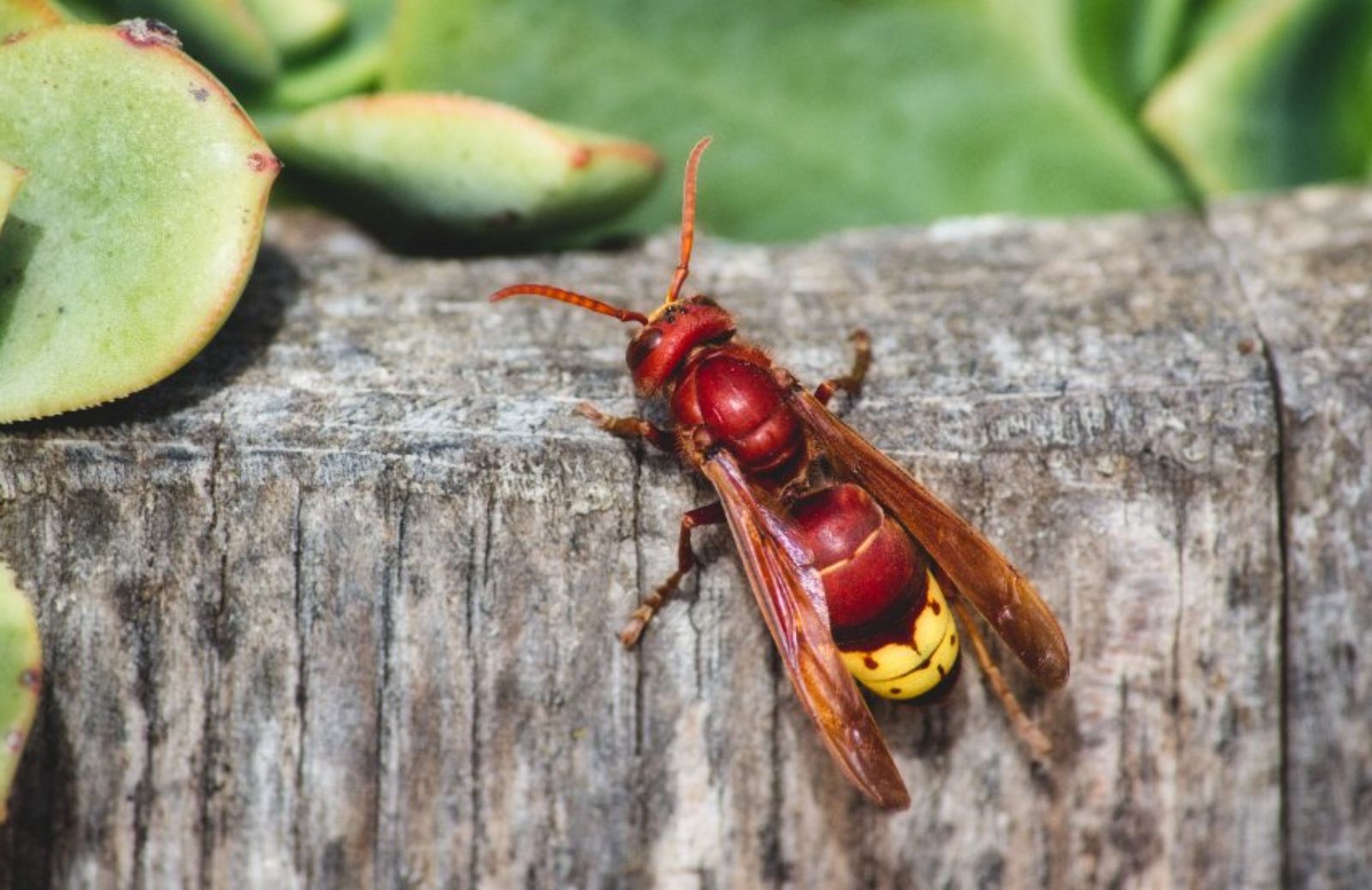 7 cose da sapere sulla Vespa Orientalis