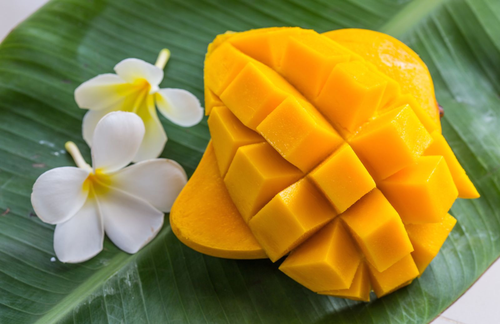 Sì al mango contro obesità e diabete: migliora la flora batterica intestinale