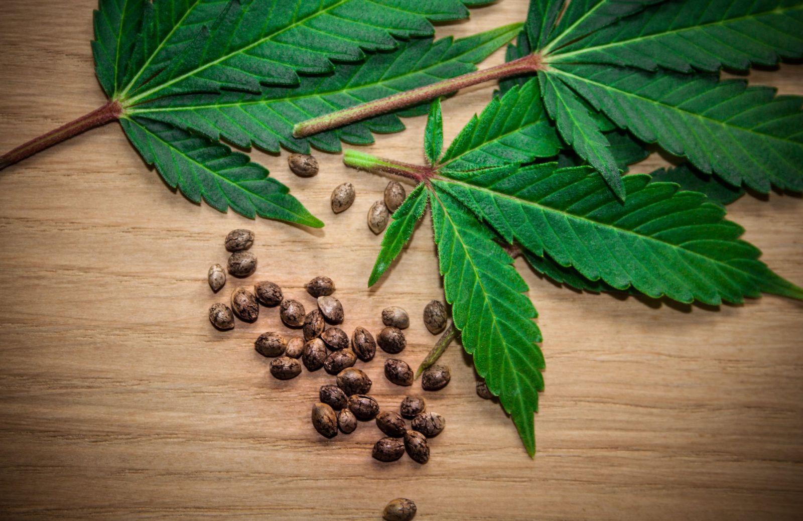 Semi di marijuana ad alto contenuto di THC: sono legali?