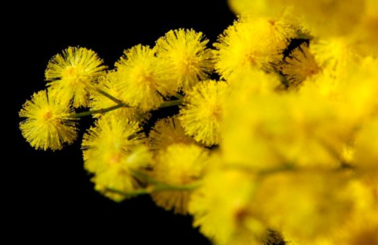 Come festeggiare la Festa della Donna in coppia