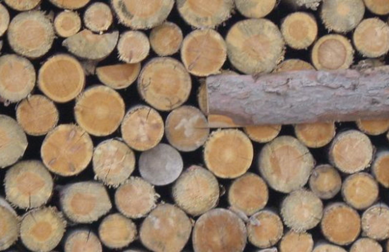 Come riconoscere i principali tipi di legno