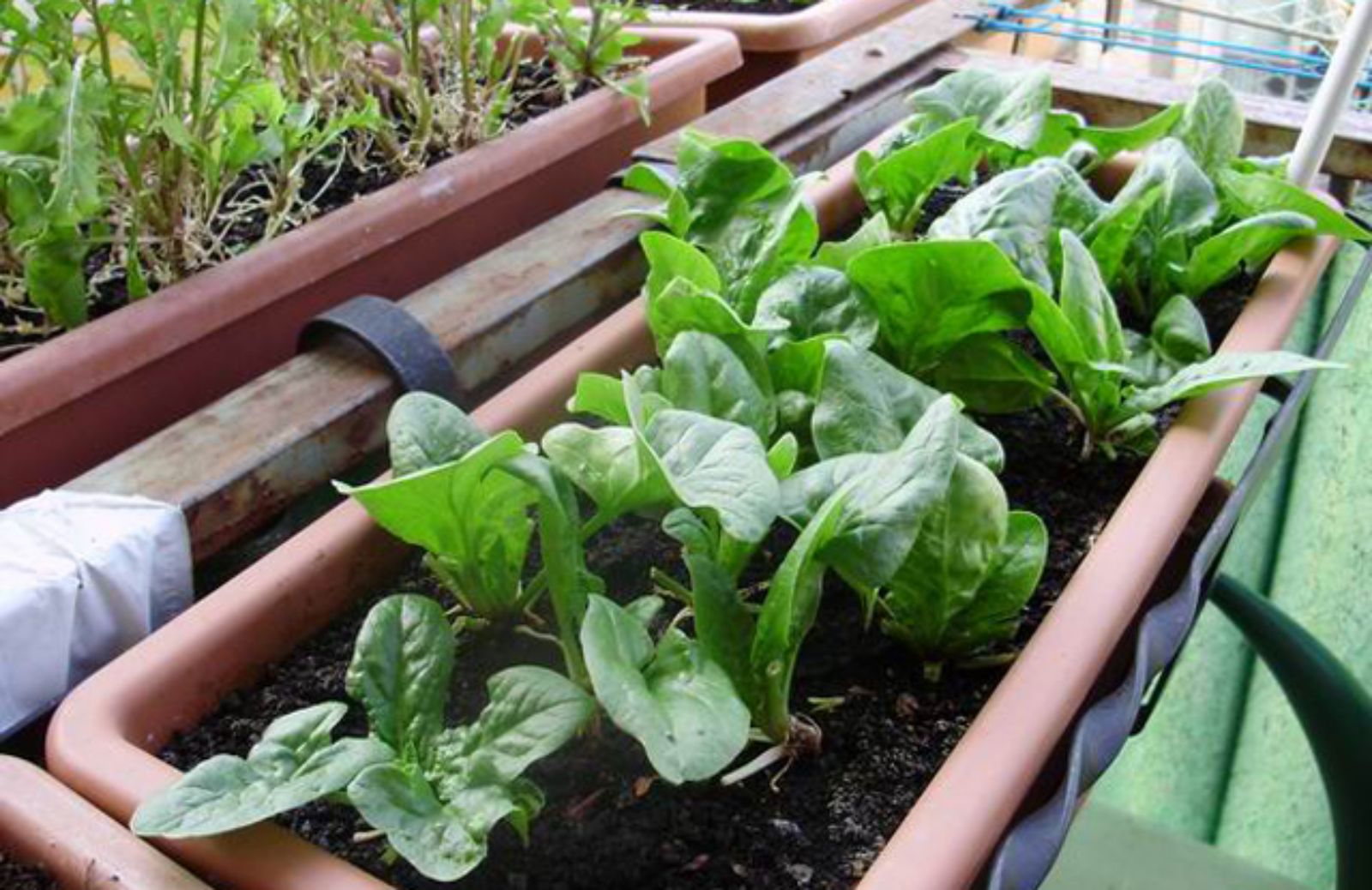 Come coltivare gli spinaci sul balcone