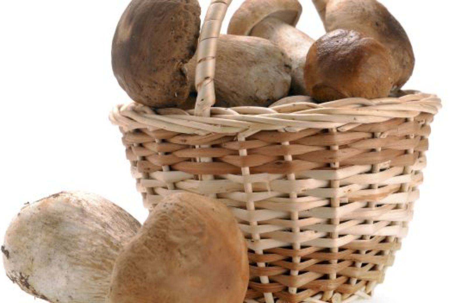 Come coltivare i funghi porcini