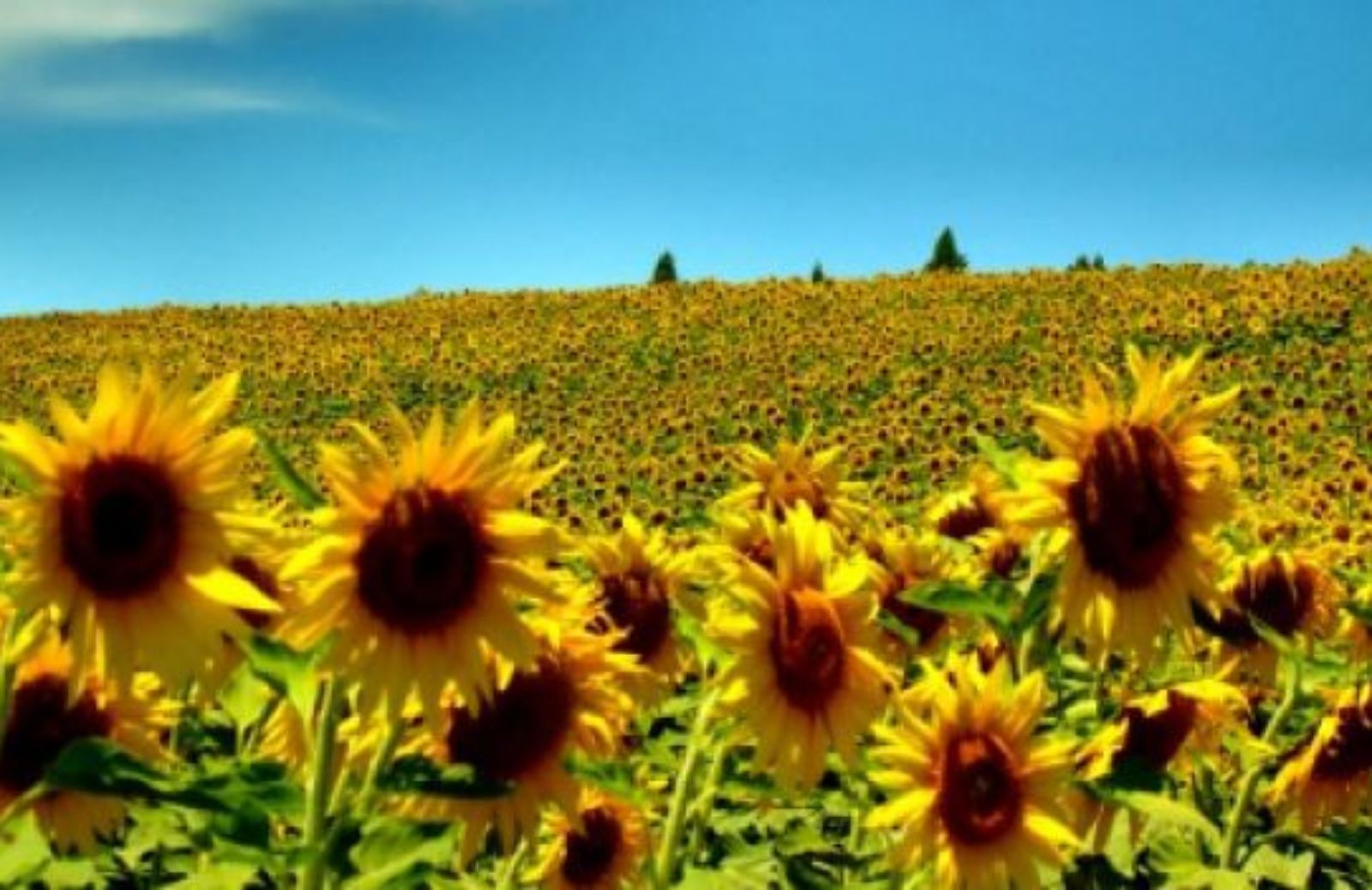 Come coltivare i girasoli