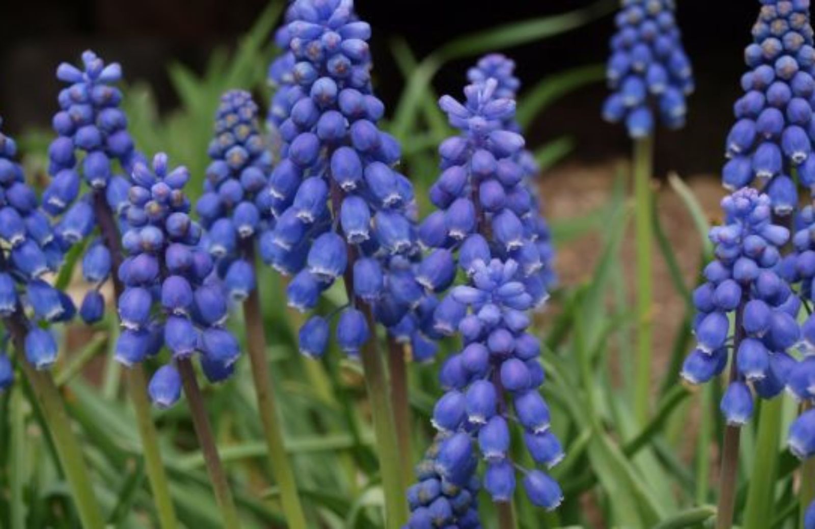 Come coltivare i muscari