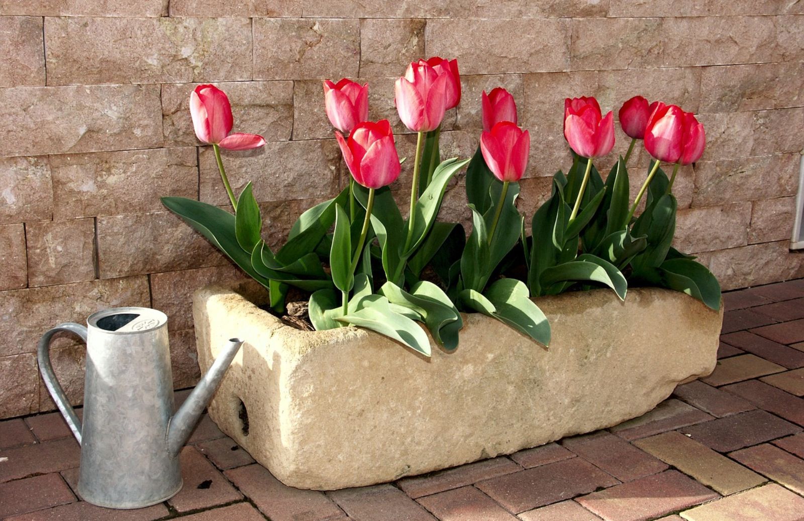 Come coltivare i tulipani a casa: in vaso o in giardino