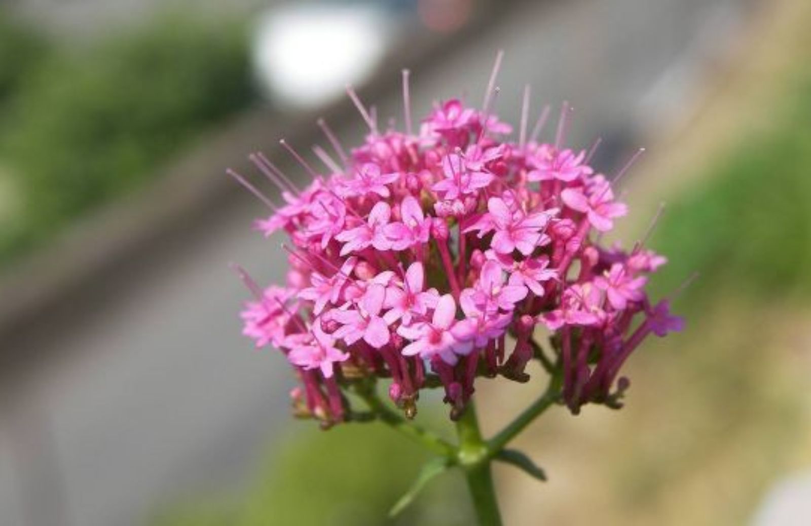 Come coltivare il centranthus