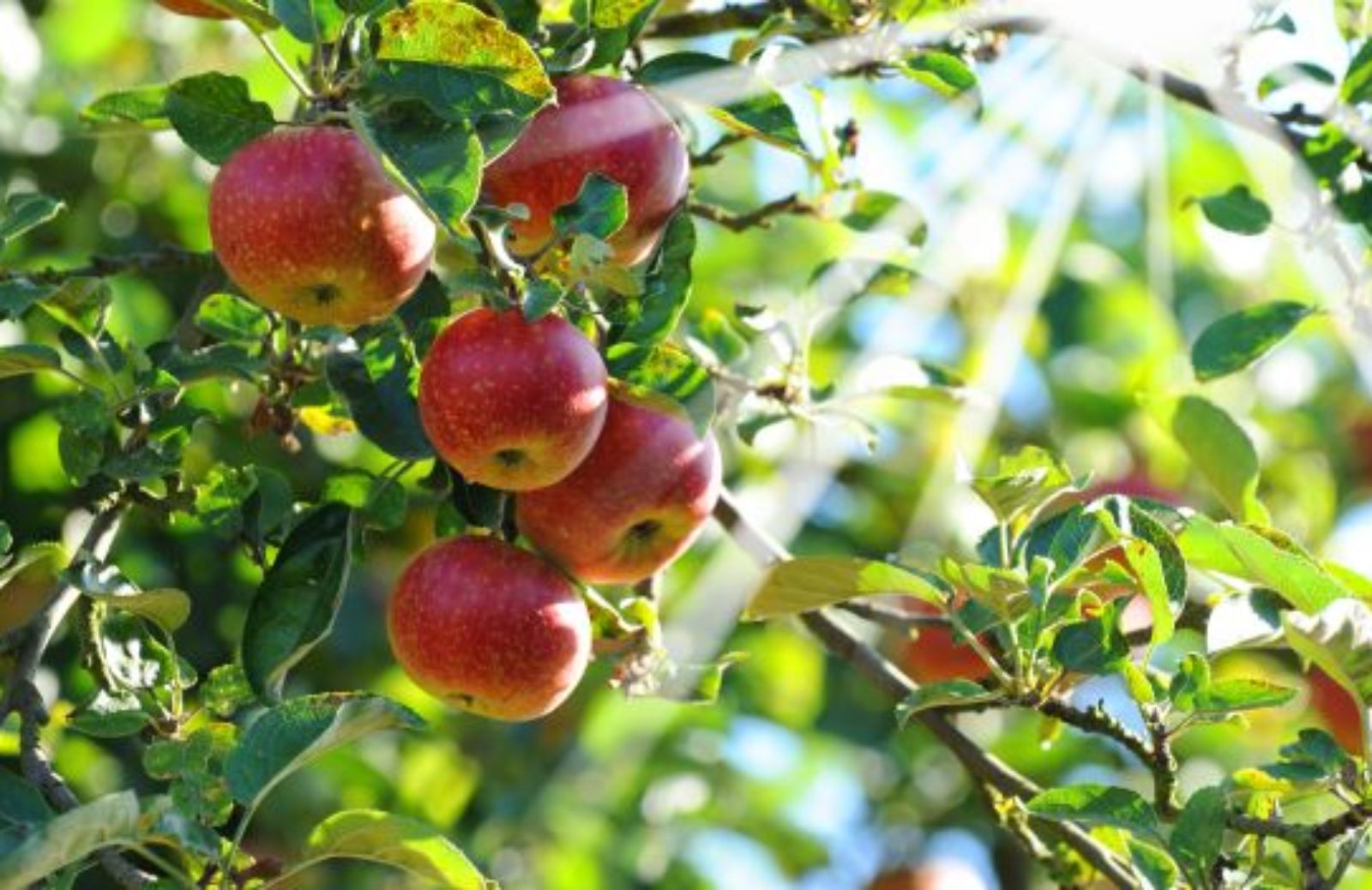 Come coltivare il melo