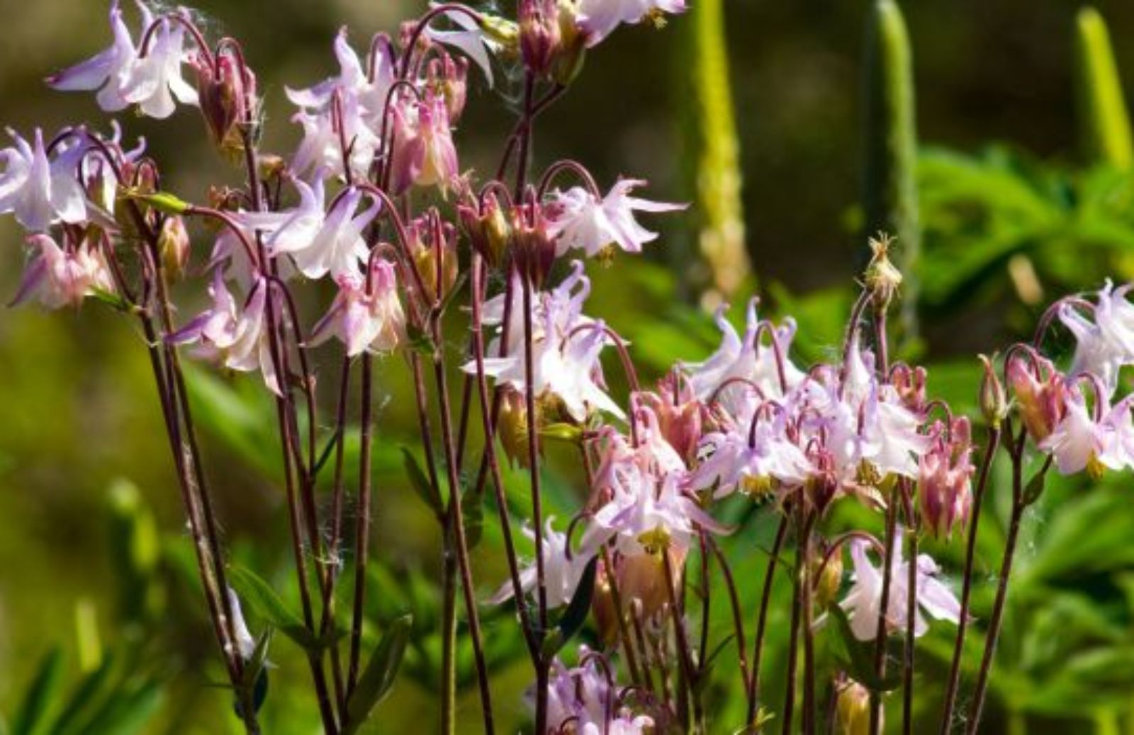 Come coltivare il penstemon