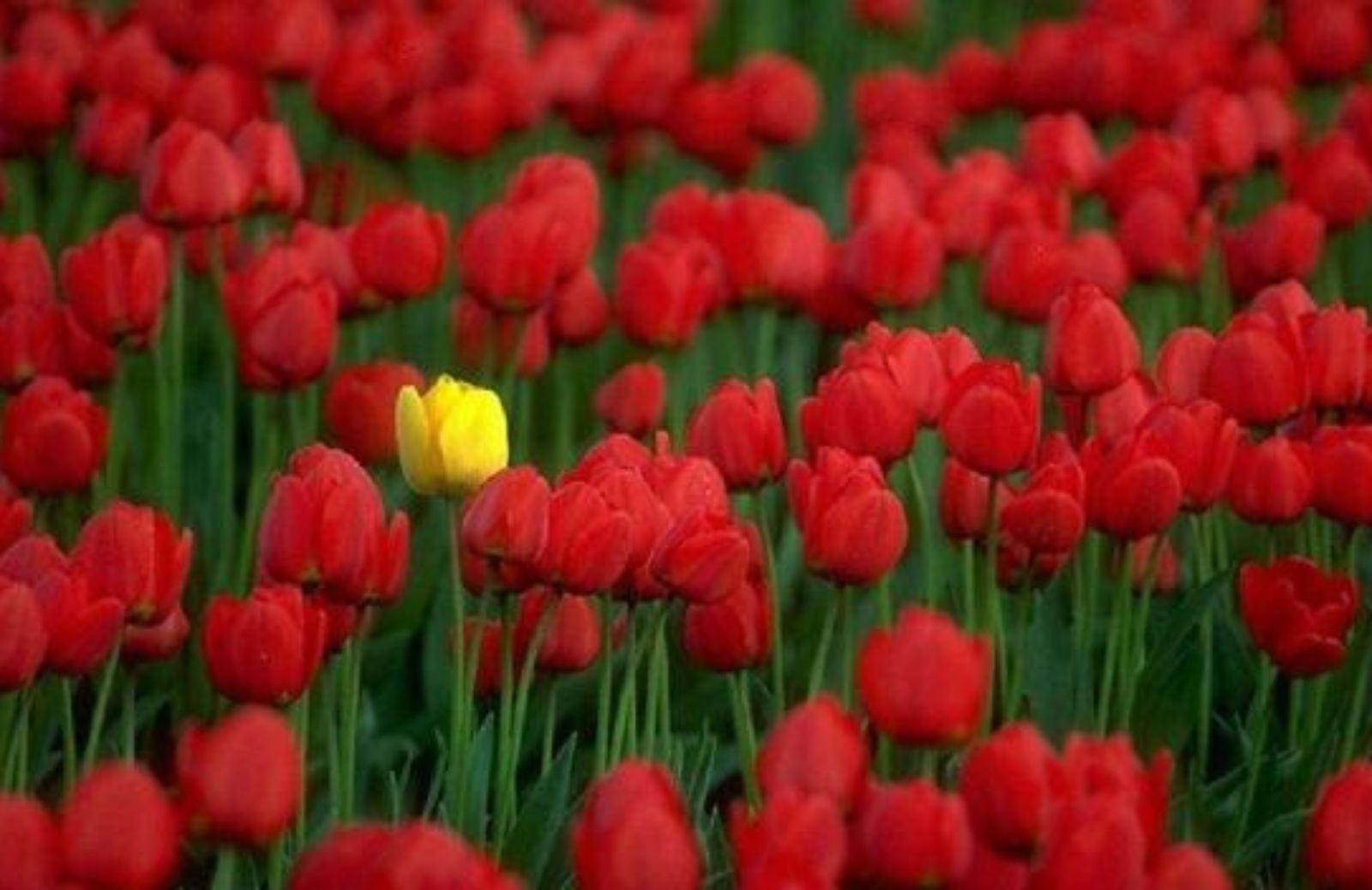 Come coltivare il tulipano