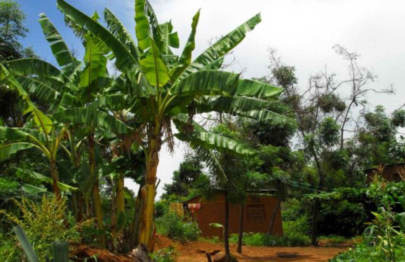 Come coltivare l’albero di banano