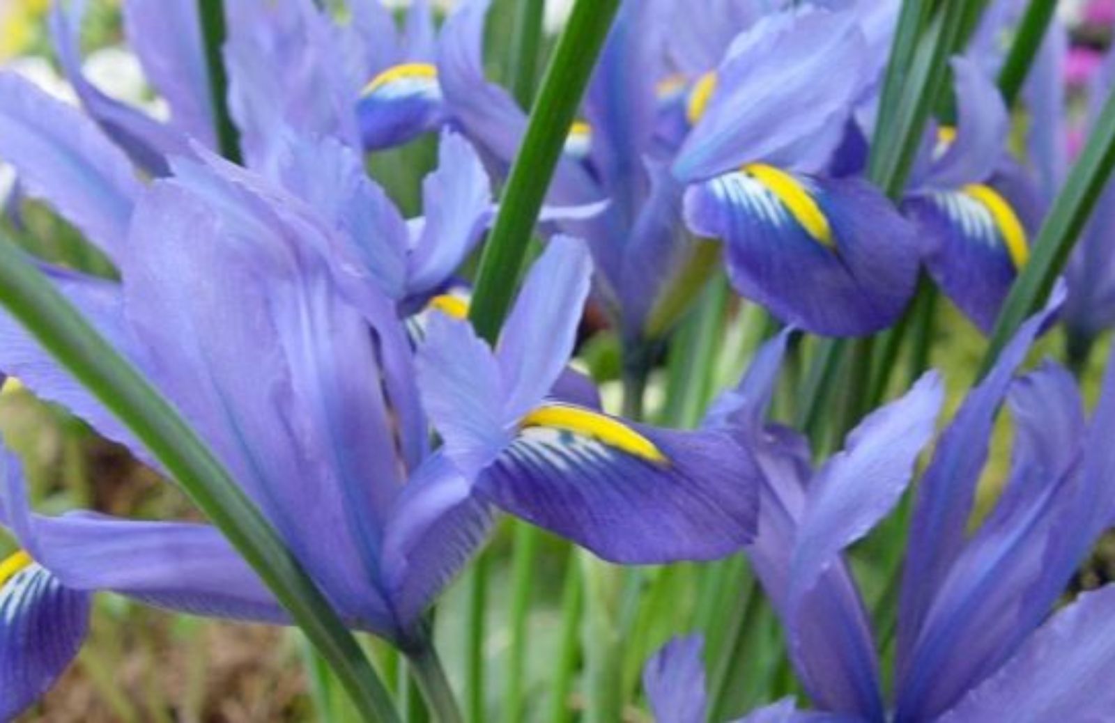 Come coltivare l'iris