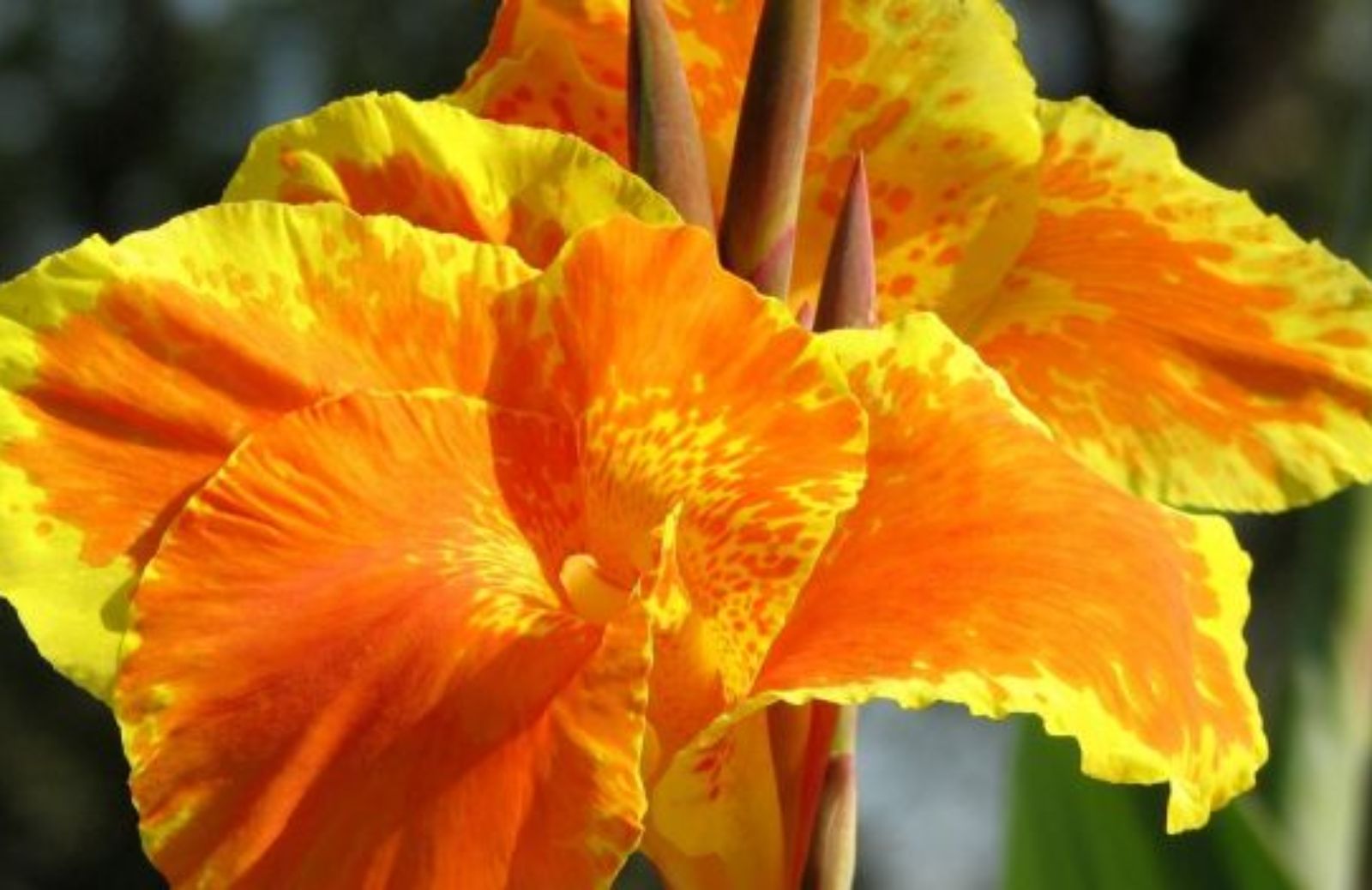 Come coltivare la canna da fiore