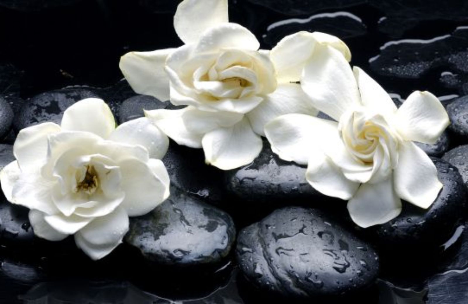 Come coltivare la gardenia