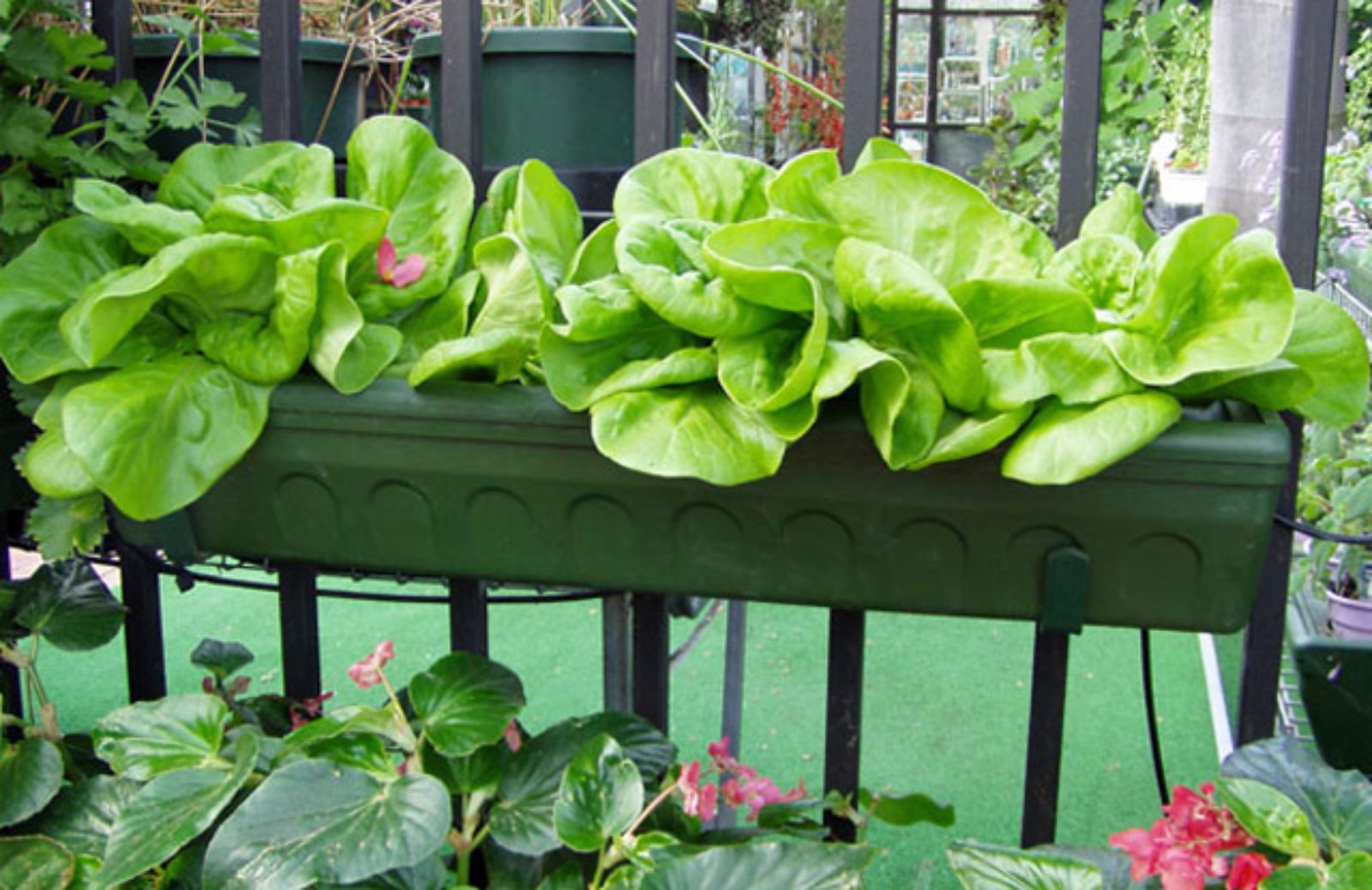 Come coltivare la lattuga sul balcone