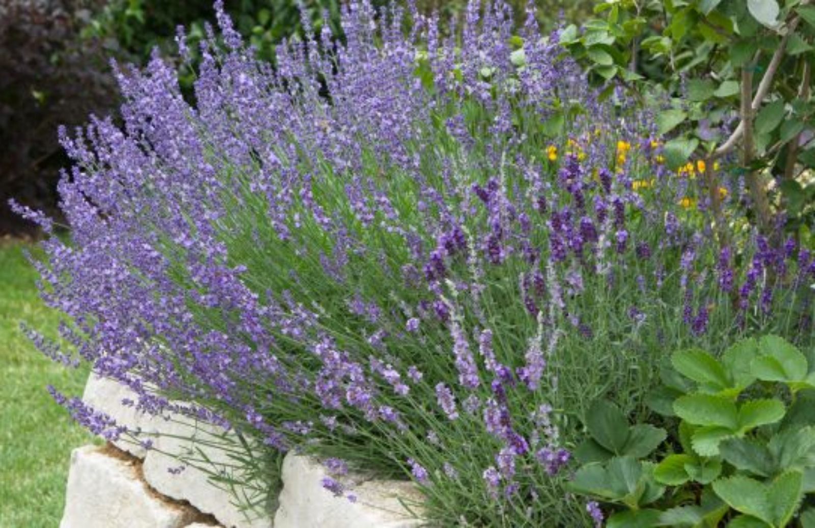 Come coltivare la lavanda