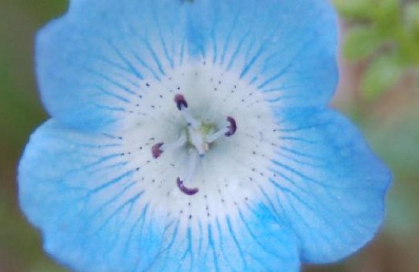 Come coltivare la nemophila al meglio