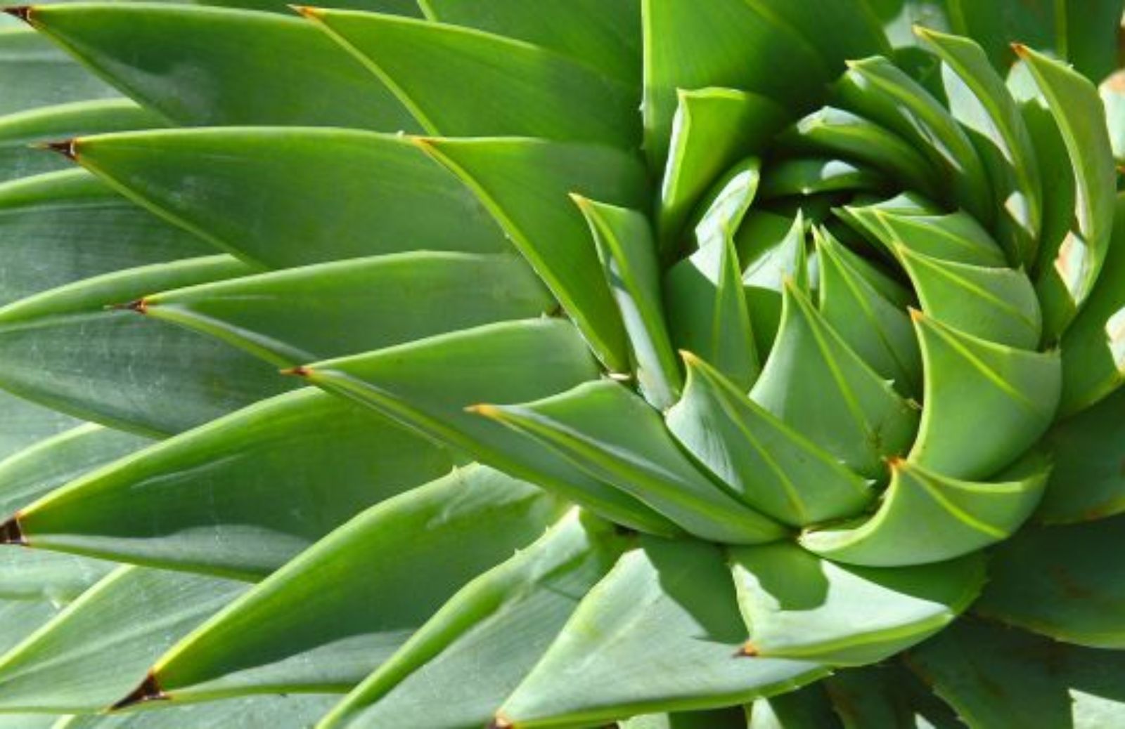 Come coltivare la pianta di aloe vera