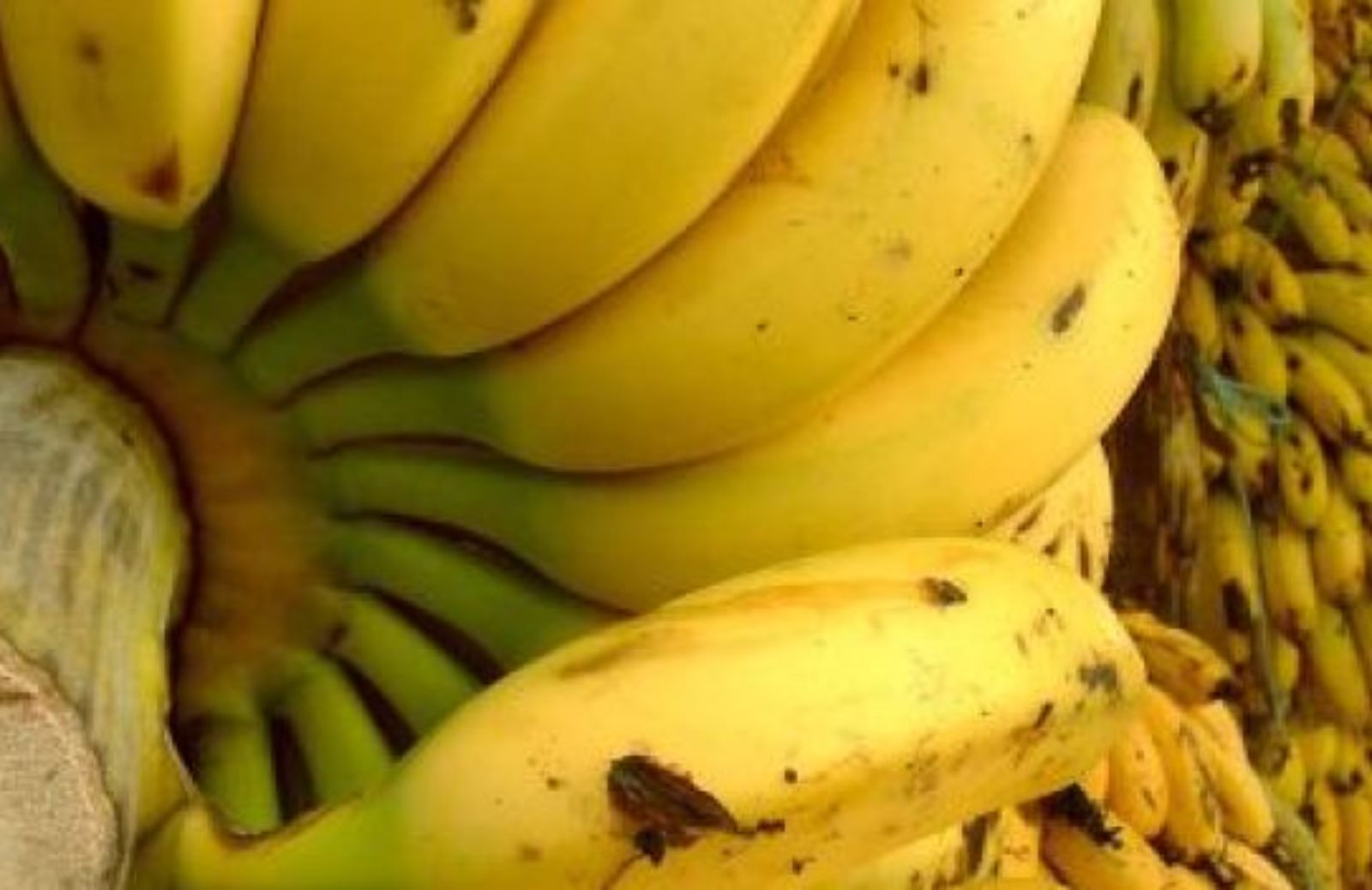 Come coltivare la pianta di banana