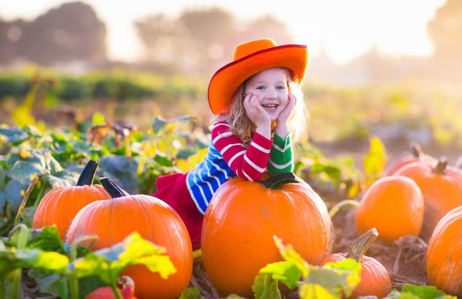 Come coltivare la zucca di Halloween in giardino