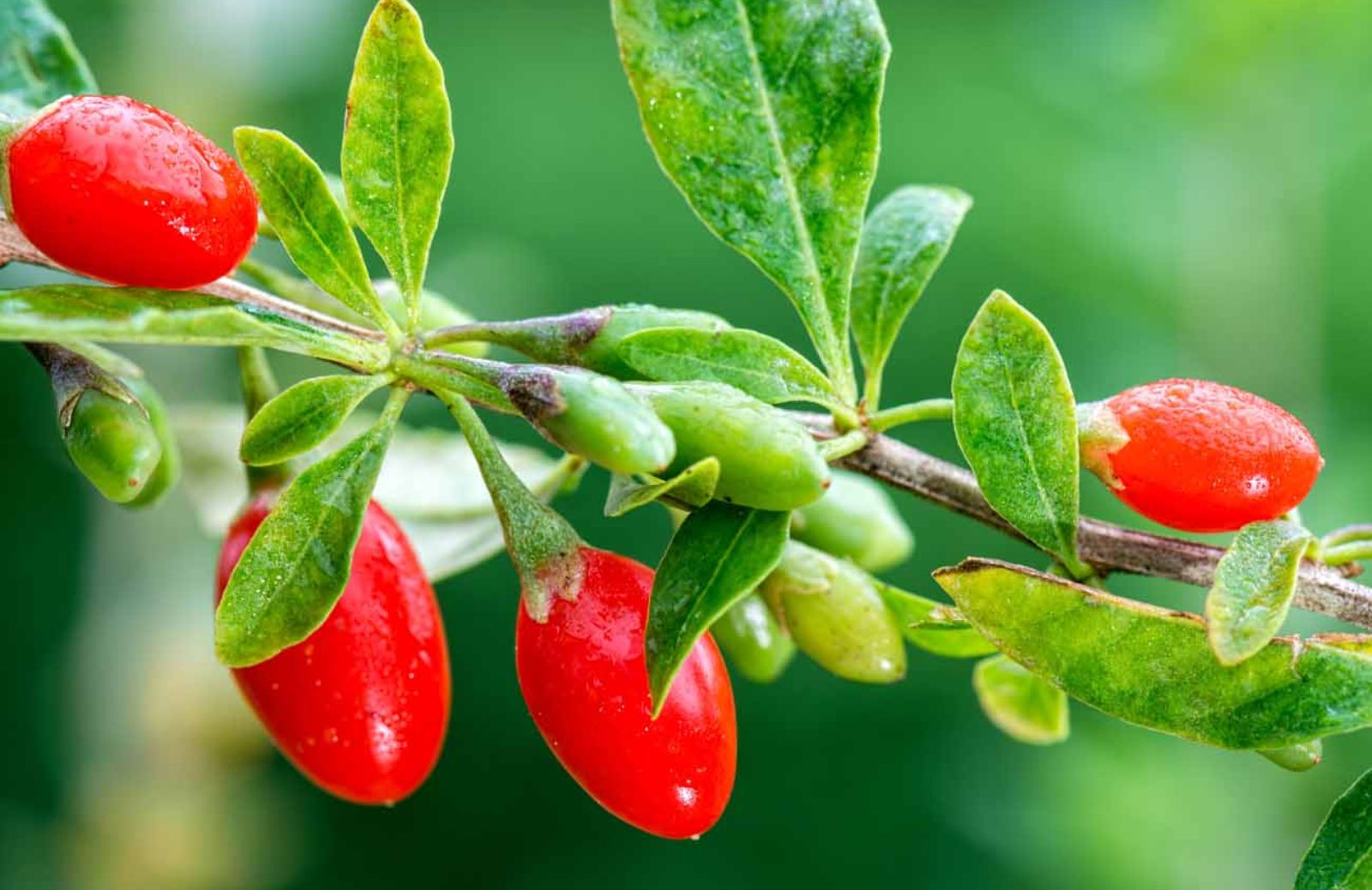 Come coltivare le bacche di goji in Italia