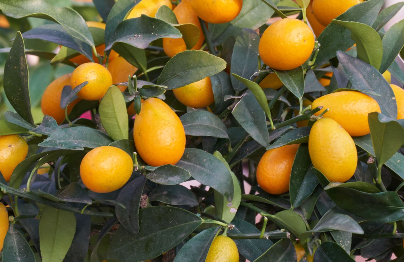 Come coltivare una pianta di mandarino cinese