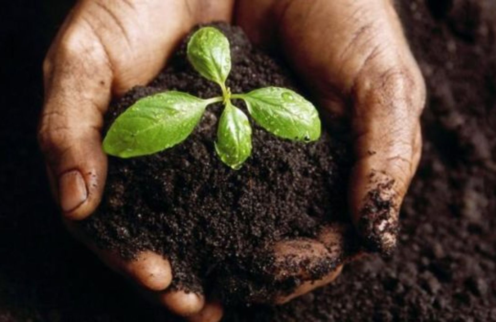 Come concimare il giardino con il caffè