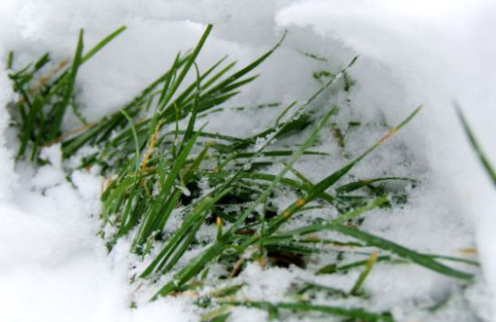 Come curare il tappeto erboso nei mesi invernali